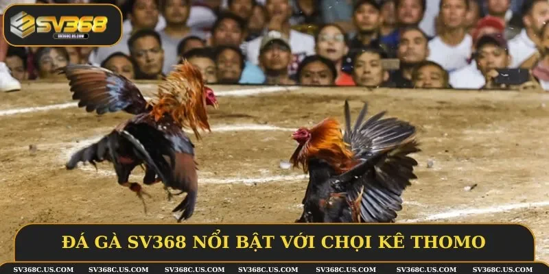 Đá gà SV368 nổi bật với chọi kê Thomo
