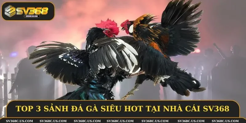 Top 3 sảnh đá gà siêu hot tại nhà cái SV368