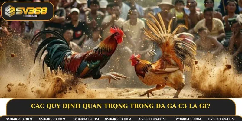Các quy định quan trọng trong đá gà C3 là gì? Các quy định quan trọng trong đá gà C3 là gì?