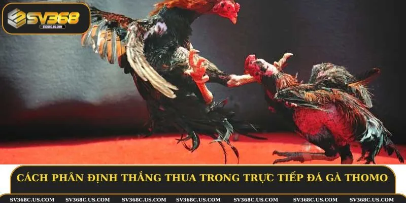 Cách phân định thắng thua trong trực tiếp đá gà thomo Cách phân định thắng thua trong trực tiếp đá gà thomo