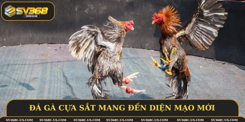 Đá gà cựa sắt mang đến diện mạo mới Đá gà cựa sắt mang đến diện mạo mới