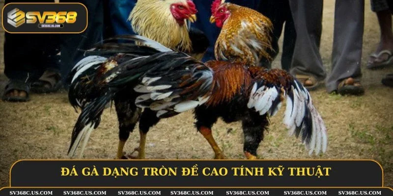 Đá gà dạng tròn đề cao tính kỹ thuật Đá gà dạng tròn đề cao tính kỹ thuật