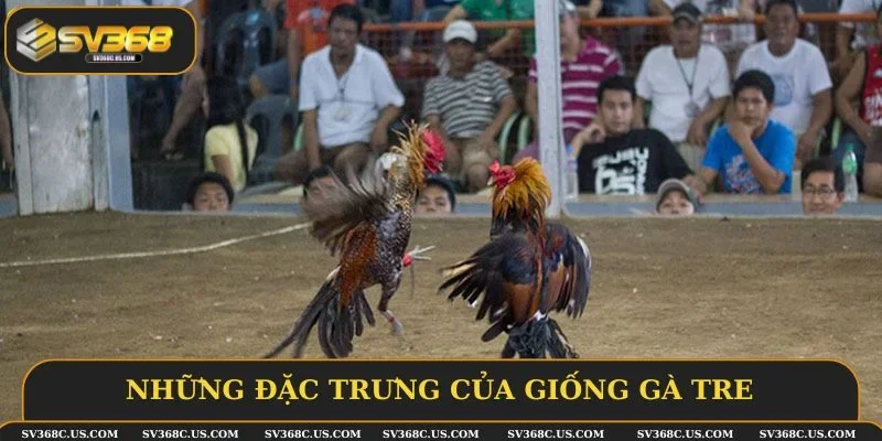 Những đặc trưng của giống gà tre Những đặc trưng của giống gà tre