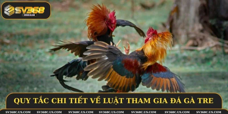 Quy tắc chi tiết về luật tham gia đá gà tre Quy tắc chi tiết về luật tham gia đá gà tre