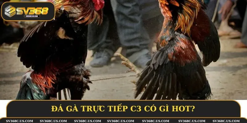 Đá gà trực tiếp C3 có gì hot? Đá gà trực tiếp C3 có gì hot?