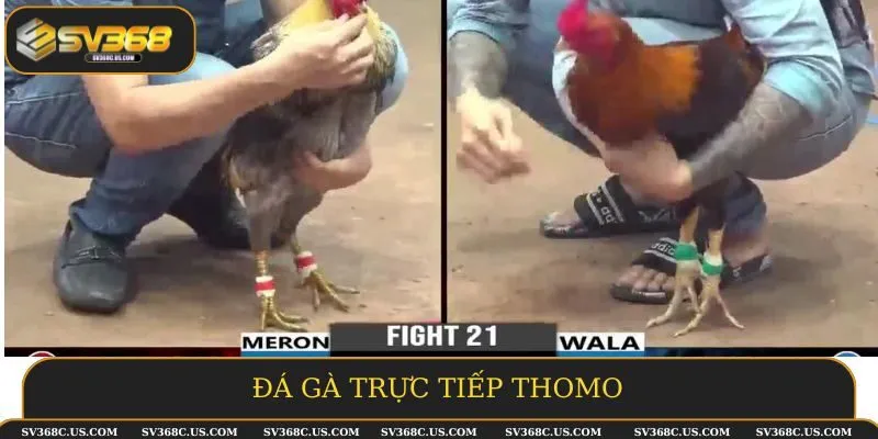 Đá gà trực tiếp thomo Đá gà trực tiếp thomo