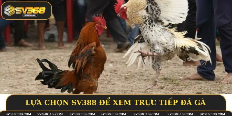 Lựa chọn SV388 để xem trực tiếp đá gà Lựa chọn SV388 để xem trực tiếp đá gà